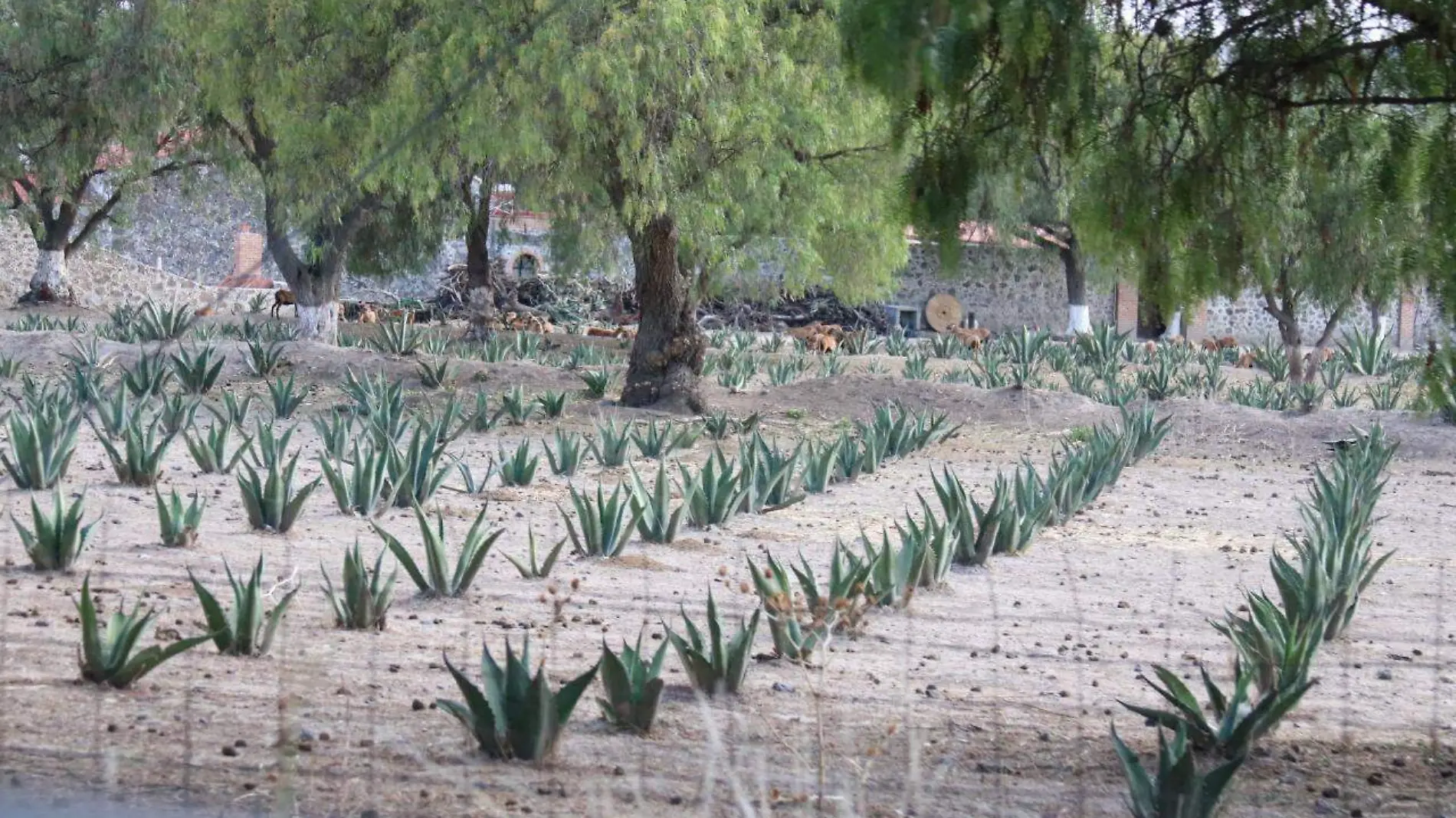 consumo de pulque